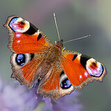 Insects